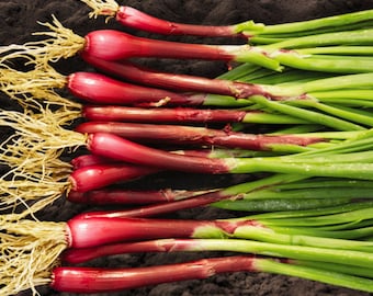 Welsh RED DRAGON BUNCHING Onion Seeds - Red Spring Onion / Non Bulbing / Day Neutral Old Heirloom Vegetable Seed