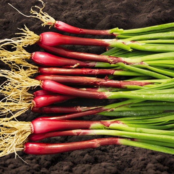 Welsh RED DRAGON BUNCHING Onion Seeds - Red Spring Onion / Non Bulbing / Day Neutral Old Heirloom Vegetable Seed