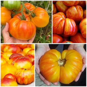 Peut inclure: Une collection de tomates anciennes à rayures rouges et jaunes. Les tomates sont de différentes tailles et formes, certaines sont en forme de cœur, d'autres sont rondes.