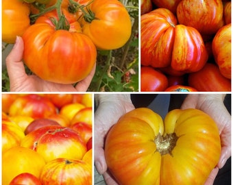 OLD GERMAN GIANT Tomato Seeds - Mennonite Heirloom Garden  Tomatoes / Produces Huge 2 lbs Tomatoes / Non Gmo Heirloom Seeds