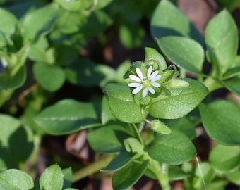 Ponad 100 nasion gwiazdnicy pospolitej - Stellaria Media / Roślina jednoroczna / Sałatki / Roślina okrywowa / Roślina wspierająca życie dzikich zwierząt / Śnieg latem / Łatwa uprawa / Zapylacze / Bez GMO