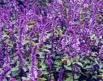 Más de 50 semillas de albahaca con canela - Albahaca especiada mexicana / Tulsi con canela / Repelente de mosquitos - Albahaca tradicional / Excelente adición al jardín de hierbas
