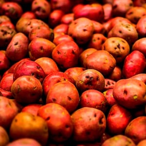 Puede incluir: Primer plano de un montón de patatas rojas. Las patatas son de varios tamaños y formas, con piel de color marrón rojizo. Algunas tienen pequeñas manchas oscuras. La imagen está bien iluminada, destacando la textura y el color de las patatas.
