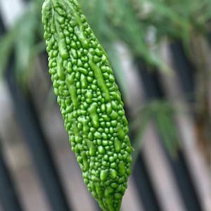 Graines de melon amer - également connues sous le nom de Momordica Charantia ou de courge amère - LIVRAISON GRATUITE sur TOUTES les graines