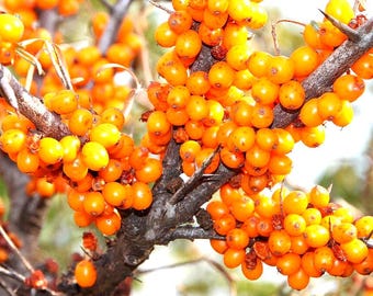 15種類以上のシーバックソーンの種子 - 窒素固定 / 一般的なシーバックソーンの種子 / 窒素固定 / サンドソーン / サロウソーン / シーベリーの種子