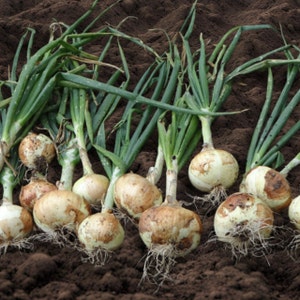 WALLA WALLA Sweet Onion Seeds - Large Onion Prized for Sweet and Mild Taste / Long Day Onion / Sweet Mild White Onion - 50+ Walla Seeds