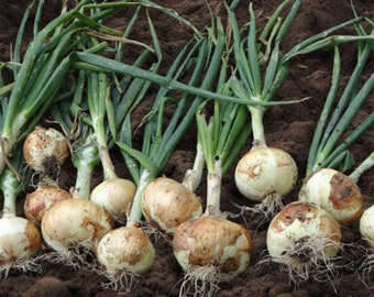 WALLA WALLA Sweet Onion Seeds - Large Onion Prized for Sweet and Mild Taste / Long Day Onion / Sweet Mild White Onion - 50+ Walla Seeds