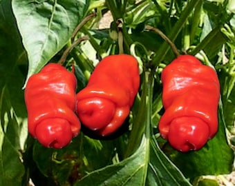PEPERONCINO PICCANTE PETER PEPPER ROSSO | Ortoflora - di Valter PEPERONCINO PICCANTE PETER PEPPER ROSSO | Ortoflora - di Valter