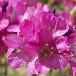 20+ Sea Pink Thrift Flower Seeds - Armeria Maritima / Sea Thrift Plant / Common Thrift Plant / Hardy Perennial Flowers in Zone 4 - 8
