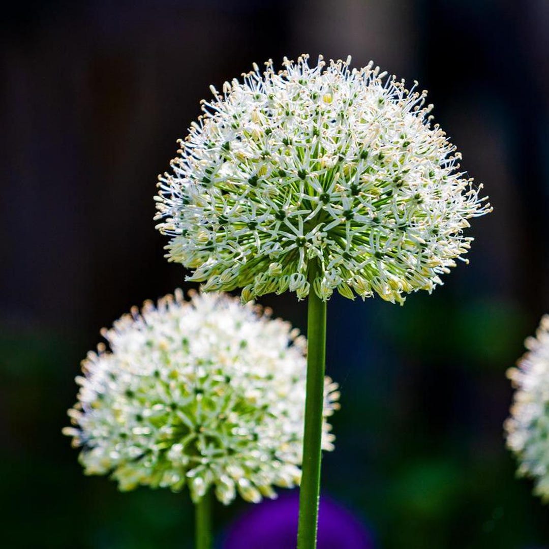 50+ ERYNGIUM “ RATTLESNAKE MASTER “ Seeds - E.yuccifolium / Perennial ...
