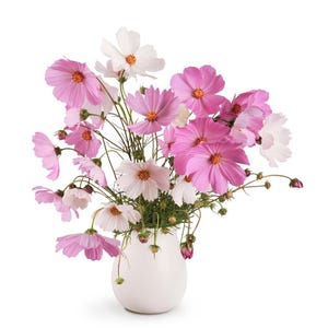 Puede incluir: Un ramo de flores de cosmos rosas y blancas en un jarrón de cerámica blanco. Las flores de cosmos tienen pétalos delicados y centros amarillos. El jarrón es redondo y tiene un acabado liso. El arreglo está sobre un fondo blanco.