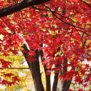 May include: A close-up of a tree with red and yellow leaves. The leaves are in various shades of red and yellow, creating a vibrant autumnal scene.