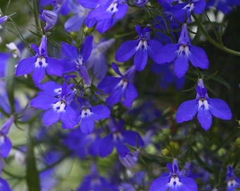 Más de 500 semillas de LOBELIA TRAILING SAPPHIRE - Lobelia erinus / Anual / Polinizadores / Flores en cascada / Jardineras / Emperador Guillermo / Alfombra azul