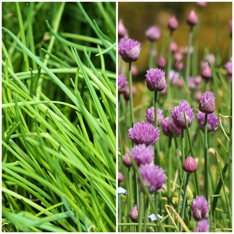 50 CHIVE HERB SEEDS - Allium / Perennial Garden Herb / Plant Seeds Only ...