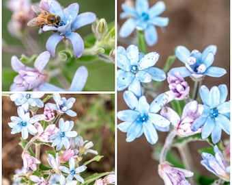 HEAVEN BLUE MILKWEED Tweedia Seeds - Rare Blue Milkweed / Blue Milkweed Vine / Tropical Milkweed Flower / Tweedia Caerulea Flower Seeds