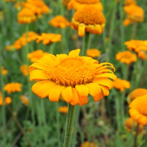 May include: A close-up shot of a bright orange flower with a textured centre and delicate petals. The flower is set against a backdrop of green foliage and other similar flowers, creating a natural and colourful scene. The image captures the beauty of nature.