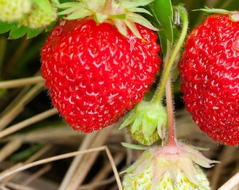 Ozark Beauty Strawberry 50 Seeds: A Prolific and Flavorful Everbearing  Variety for Your Gardendelights - Etsy Israel