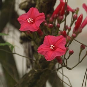 Könnte beinhalten: Nahaufnahme von leuchtend roten Blüten mit sternförmigen Blütenblättern und weißen Zentren. Die Blüten stehen in voller Blüte, umgeben von Knospen und Stielen. Der Hintergrund ist unscharf.