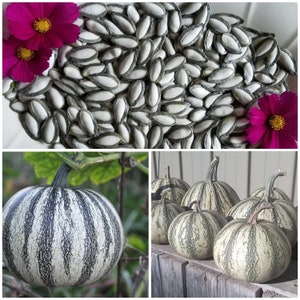 PIPIAN of TUXPAN Pumpkin Squash Seeds - Grown for their GIANT Pumpkin Seeds Delicious when Roasted / Natural Chicken Feed from Garden Seeds