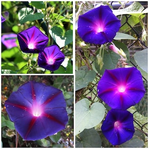 25+ 家宝の朝顔の種子 - Grandpa Ott 朝顔の家宝の花 / 昔ながらの庭の花 / 日本の朝顔 - 25+ 種子