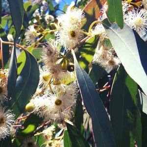 25+ semi di eucalipto mellifero - Eucalyptus Melliodora / Albero della scatola gialla / Crea una ghirlanda di foglie di eucalipto. Le foglie distillano gli oli essenziali.