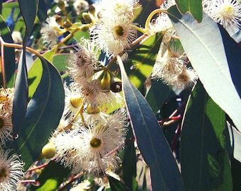 25+ semi di eucalipto mellifero - Eucalyptus Melliodora / Albero della scatola gialla / Crea una ghirlanda di foglie di eucalipto. Le foglie distillano gli oli essenziali.