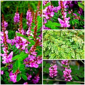 Può includere: Un collage di immagini che mostra vibranti fiori viola con foglie verdi. I fiori sono raggruppati su steli lunghi e sottili. Le foglie sono di un verde brillante e la composizione è una vista ravvicinata della pianta.