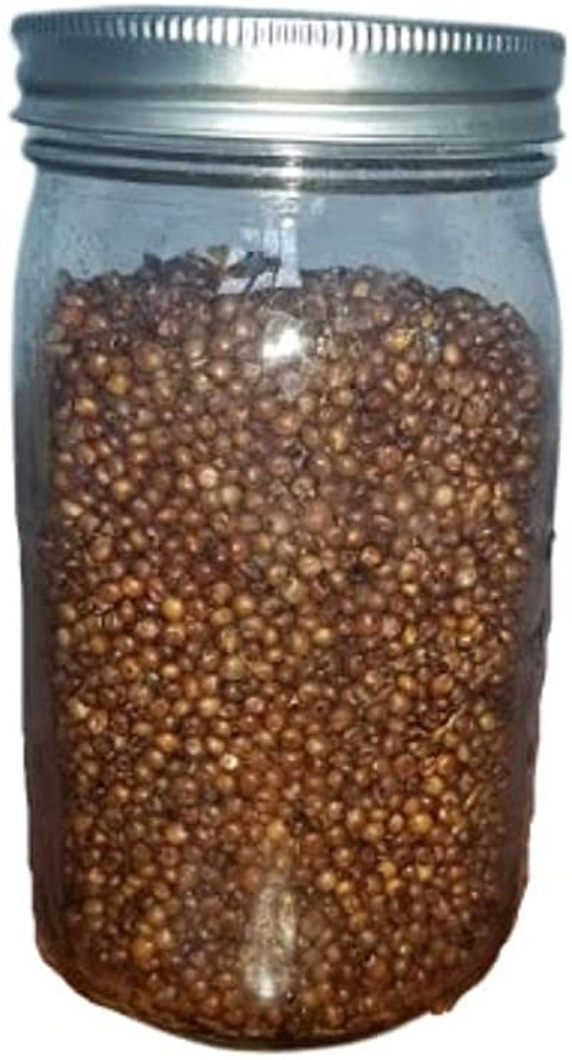 Hulled Millet Mushroom Spawn at Corey Jett blog