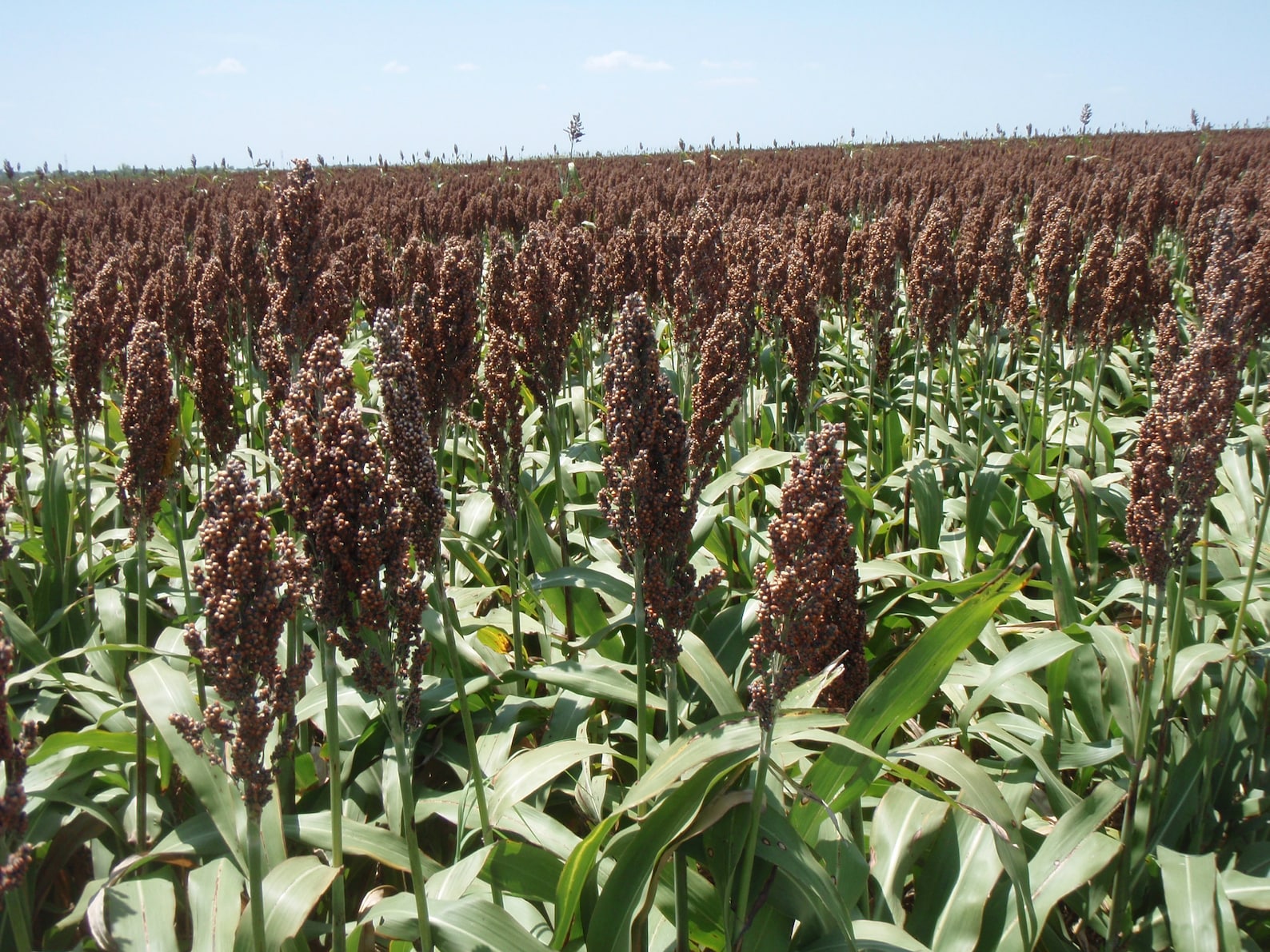 Millet mushroom grain spawn bulk 10Lb. Etsy