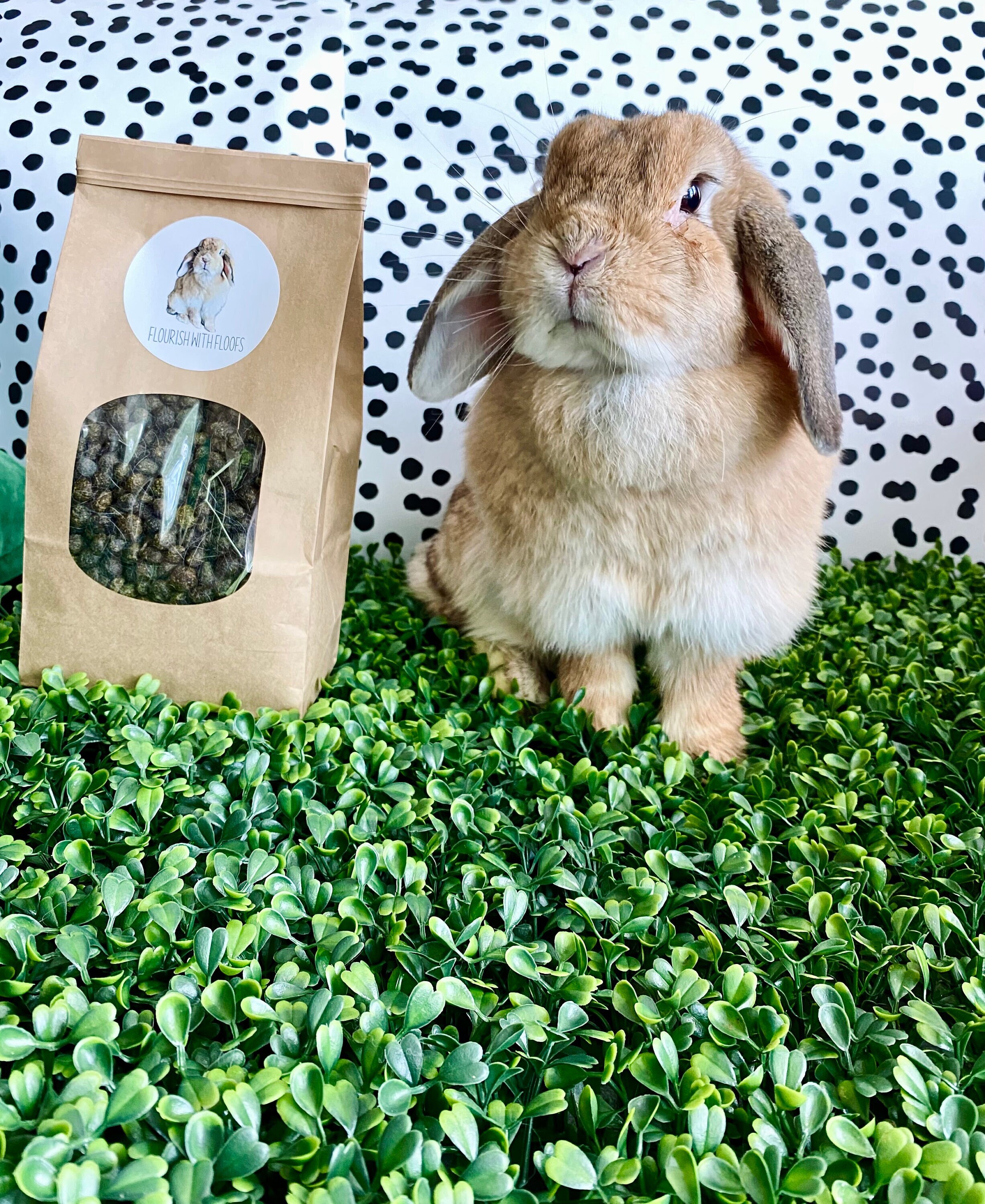 Organic Rabbit Fertilizer Manure .25 2 lbs Dried Etsy