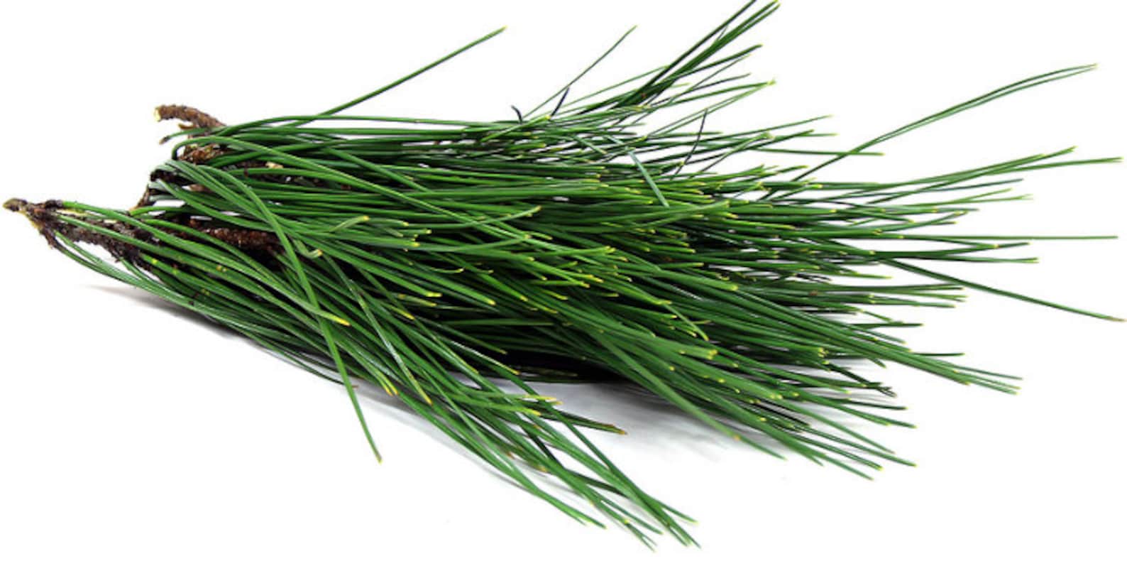 Red Pine Needles for Pine Needle Tea Fresh Organic UK Seller Etsy