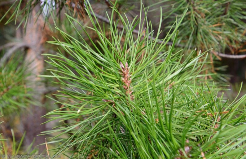 Red Pine Needles for Pine Needle Tea Fresh Organic UK Seller Etsy