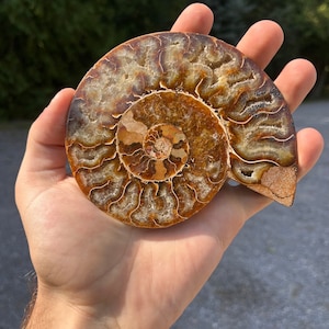 Polished Natural Ammonite Fossil Specimen, Rock & Mineral Collector, Historic Objects, Artifact, Curiosity, Jurassic, Cretaceous