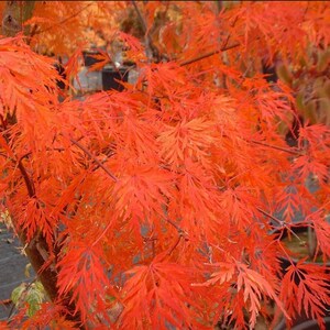 Acer palmatum dissectum Seiryu 10 nasion