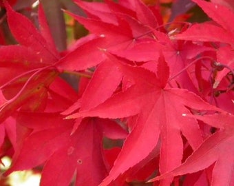 Acer palmatum  Osakazuki     10 seeds