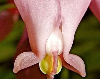 Dicentra Formosa   10 seeds