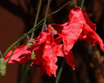 Meconopsis punicea 10 seeds