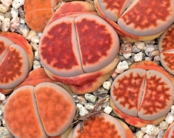 Lithops karasmontana lateritia     20 seeds