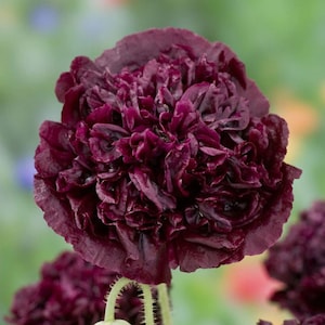 1000 seeds-Papaver somnif. double violet blush