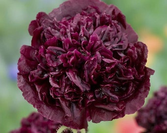 1000 seeds-Papaver somnif. double violet blush