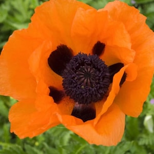 100 Samen - Papaver orientale Prince of Orange