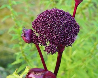 Angelica gigas 10 seeds