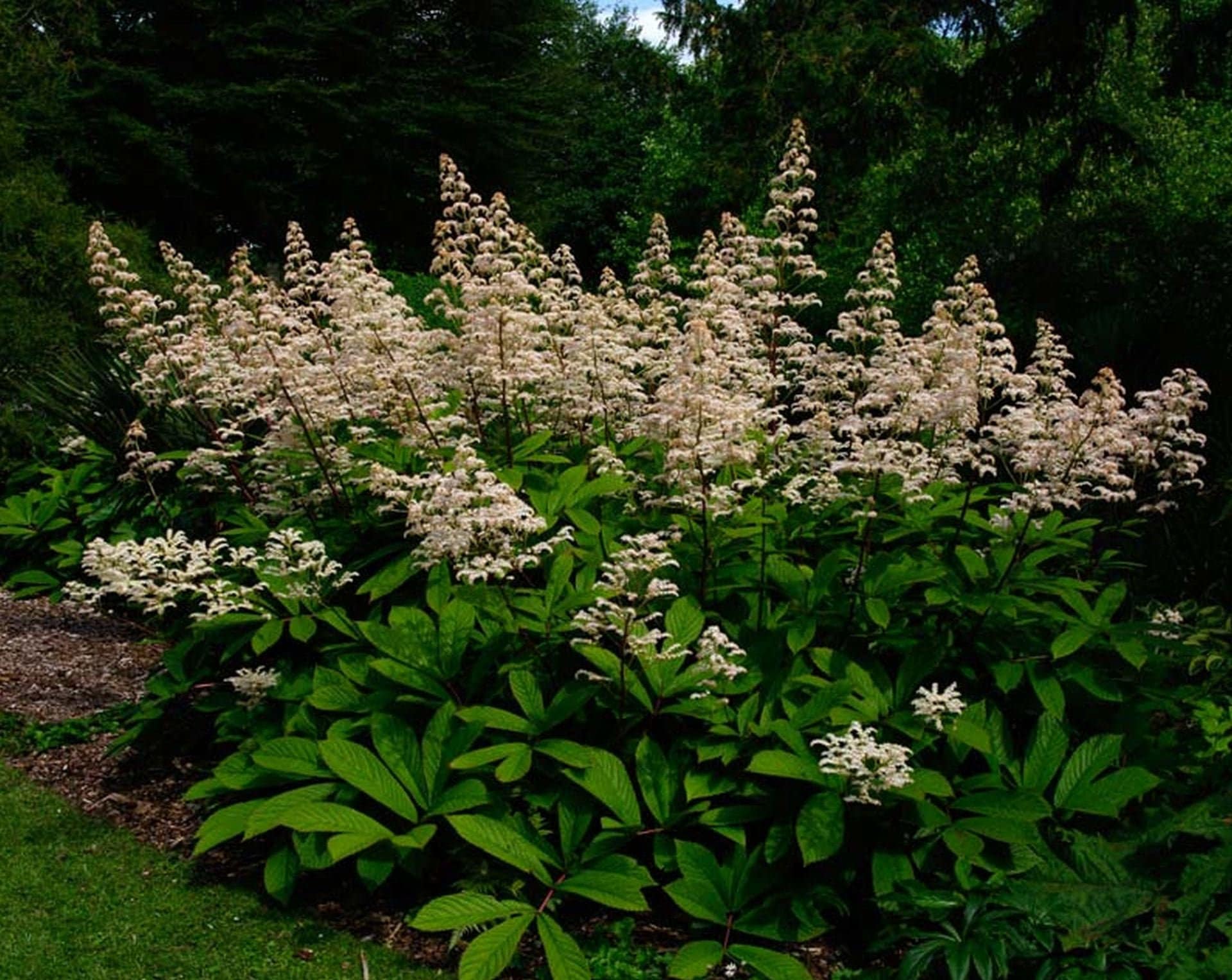 Rodgersia aeusculifolia 15 seeds