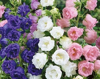 Campanula medium double mix 3500 seeds