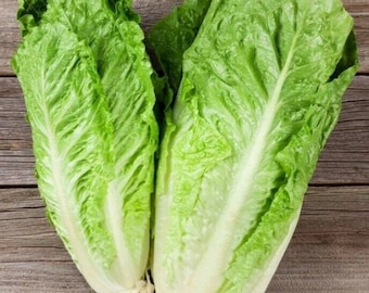 3000 seeds-Romaine Lettuce Bionda degli ortolani-Lactuca sativa