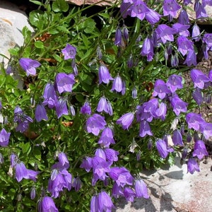 Campanula cochleariifolia 15 seeds image 2