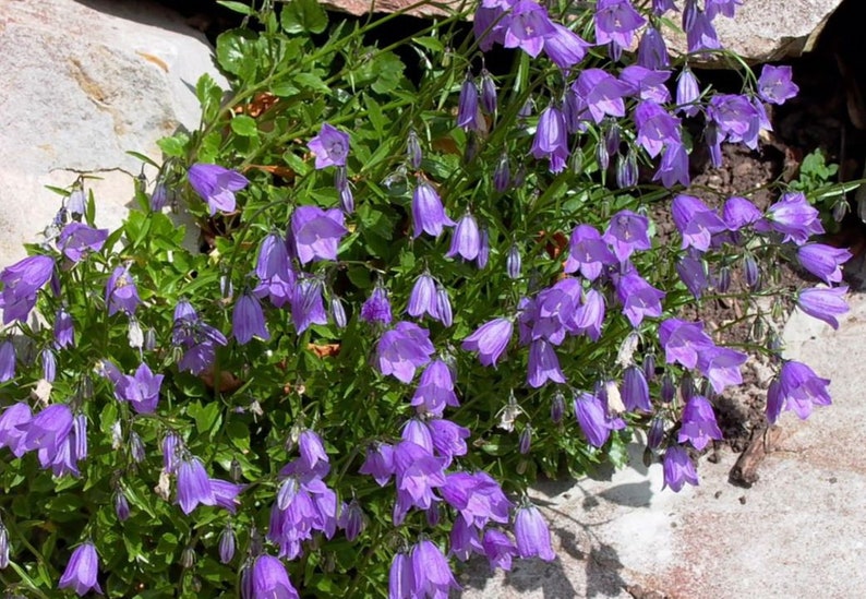 Campanula cochleariifolia 15 seeds image 2