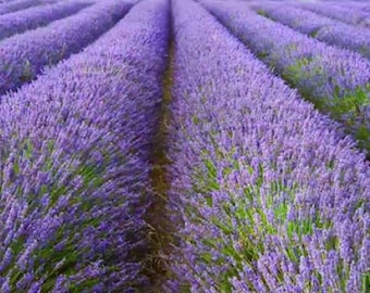 Lavandula angustifolia       1000 seeds