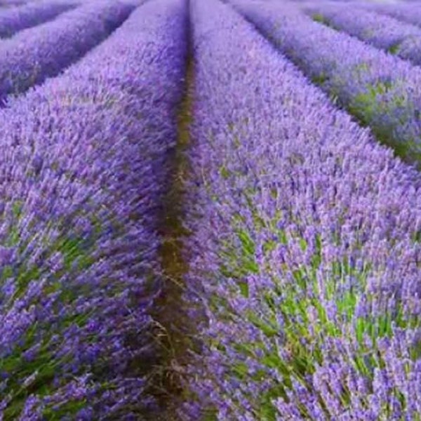 Lavandula angustifolia 1000 seeds