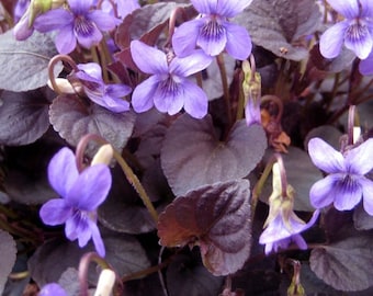 Viola labradorica Purpurea 20 seeds